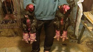 Giant legs of Vietnams dragon chicken a Lunar New Year delicacy  AFP [upl. by Henricks]