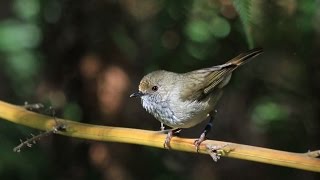 Brown thornbill mimics the hawk warning call to scare off predators [upl. by Ariaec14]