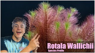 Easy pink aquarium plant Rotala Wallichii Care guide and species profile [upl. by Nwahs]