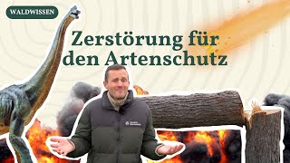 BÄUME FÄLLEN für den ARTENSCHUTZ – 6 MASSENAUSSTERBEN  Wohllebens Waldakademie [upl. by Haskins86]