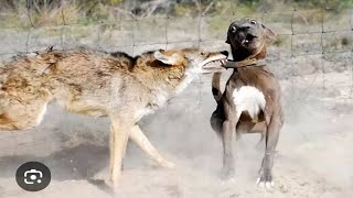 Pitbull Goes Savage On A Coyote [upl. by Ingamar]