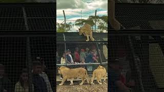 Monarto Safari Park Lions Adelaide SA Viral video ytshortsindia youtubeshorts [upl. by Ashlee708]