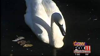 Trumpeter swans [upl. by Glenine]