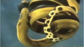 YellowBellied Sea Snake [upl. by Atled]