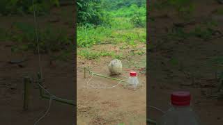 Primitive Quail Trap shortvideo shorts techniqueuniquetrap [upl. by Charleen726]