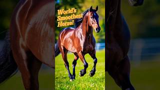 VIDEO49 quotMeet the Tennessee Walking Horse The Cadillac of Horsesquot [upl. by Merrell]