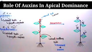 Role Of Auxin In Apical Dominance  Lec 29  Plant Physiology [upl. by Oiramad581]