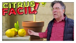 7 secretos de los citrus  1 bonus [upl. by Pavla]