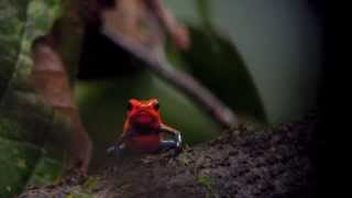 Strawberry PoisonDart Frog Dendrobates pumilio [upl. by Abdel]