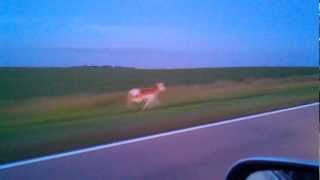 Antelope Running Down Highway [upl. by Ryley]