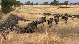 Extraordinary Herd Wildebeest Crossing Mara River [upl. by Carleton]