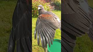 HARRIS HAWK IN THE SUN [upl. by Atoiyanap477]