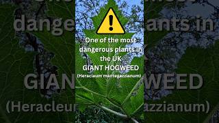 One of the most dangerous plants in the UK Giant hogweed Heracleum mantegazzianum foraginguk [upl. by Nanor]