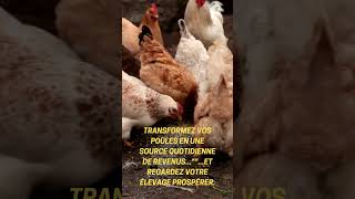 Poules source de revenus quotidien [upl. by Sudnak]