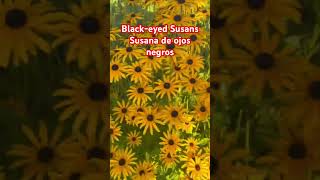 Blackeyed Susans o Susana de ojos 👀 negros [upl. by Gian]