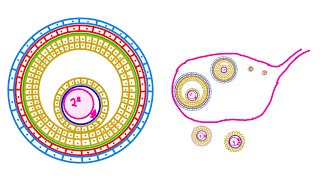 OvogénesisEmbriología [upl. by Zippel]