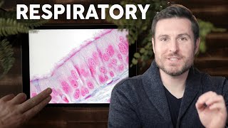 Respiratory Lung Histology Explained for Beginners  Corporis [upl. by Ecnedac]