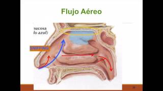 Fisiología nasal [upl. by Chloe]