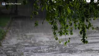 Som de Chuva para Dormir e Relaxar 🌧️ 8 HORAS de Chuva nos galhos das árvores para Dormir [upl. by Zakaria541]