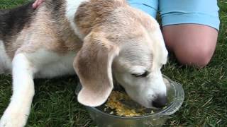 beagle epilepsy  Lafora disease 10082012 [upl. by Ettezoj]