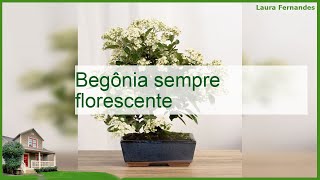 Begônia sempre florescente [upl. by Egwin]