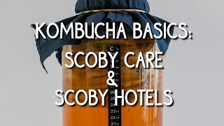 Kombucha Basics SCOBY care amp SCOBY hotels [upl. by Ahsyas593]