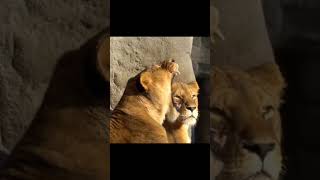 5 aise janwar Jo sote rahte ha ytshorts selepinganimal hunter animal petanimal forest cat [upl. by Aubigny]