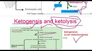 Ketogenesis and ketogenolysis L 39 [upl. by Yanaton194]