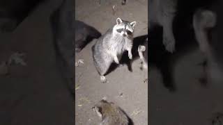 raccoon baby raccoon raccoons animal animalhelp fyp animals animallover animalshorts cute [upl. by Hgielrahc]