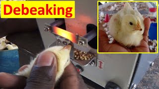 Debeaking Of Broiler Breeder Chicks  Beak Trimming Of Chicks  Chick Management  Episode 15  2022 [upl. by Reteid]