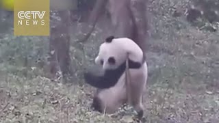 Viral dancing panda scratches his back [upl. by Youngran377]