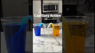 walking water experiment 💦💦  capillary action explained shorts coolexperiment [upl. by Cristionna]