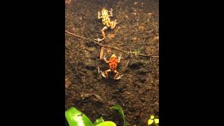 Poison Dart Frog  Pumilio Bastimentos calling [upl. by Nyvlem1]