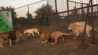 Dylan amp Olya Visit Taigan Lion Park  Crimea Russia [upl. by Boser105]