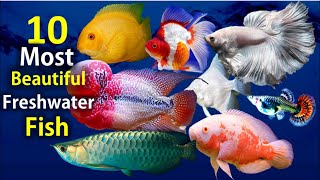 10 Most Beautiful Freshwater Fish for Aquarium [upl. by Countess]