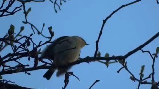 Fitis und Zilpzalp Willow Warbler and Chiffchaff [upl. by Tiga972]