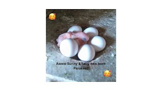 Sunny amp Sally New born Parakeet [upl. by Ecidnac327]