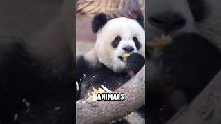 Getting to Know Pandas Better shots [upl. by Tyson869]