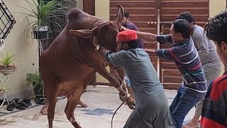 First Cow Qurbani of Bakra Eid 2022 at Cattle Market Karachi [upl. by Hendricks289]