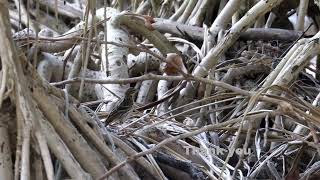 Pechora pipit Anthus gustavi  Shui Hau HK nature birds [upl. by Shandie]