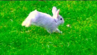 Baby Bunny Rabbit Running Outside in My Backyard [upl. by Hahcim739]