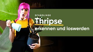 Thripse effektiv bekämpfen und loswerden Tipps und Tricks  feey 🌱 [upl. by Aerol]