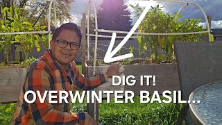 How to Overwinter BasilLifestyleProjectsandGardening [upl. by Ledeen732]