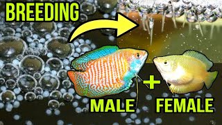 GOURAMI FISH BREEDING AZ FULL GUIDE IN HINDI  BETTA FISH BREEDING  GUPPY FISH BREEDING  GOLDFISH [upl. by Ahcilef]