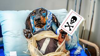 Fortune Teller Dachshund Prophet or Scam 😉 [upl. by Allerbag]