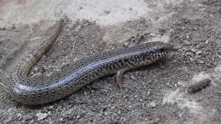 Ocellated Skink Chalcides ocellatus  Cyprus [upl. by Resee915]