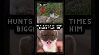 The Most CUTE And BRUTAL PREDATOR In The World ermine stoat wildanimals shorts [upl. by Aneel]