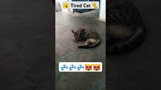 Cute Cat 😺 Getting Tiredly Sleeping 💤😴  cutecat sleep catlover funny cats trending [upl. by Nylanna]