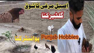 aseel murgi ka Shok  aseel murga  gultair dog vs pointer 🐕 aseel dog [upl. by Mundt]