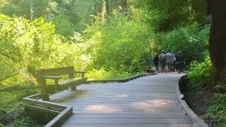 Muir Woods National Monument [upl. by Wenoa710]